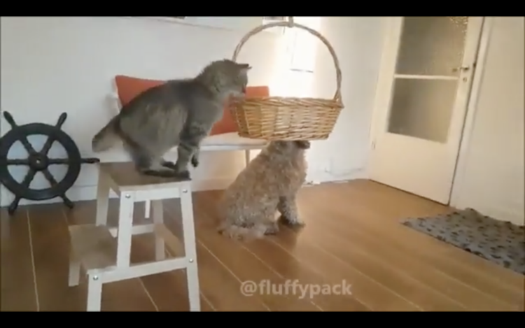 動物,犬,猫,しつけ,飼い方,育て方,病気,健康