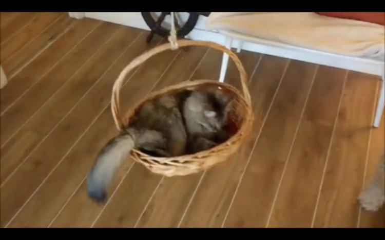 動物,犬,猫,しつけ,飼い方,育て方,病気,健康