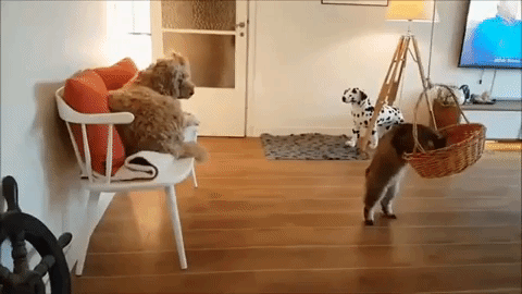 動物,犬,猫,しつけ,飼い方,育て方,病気,健康