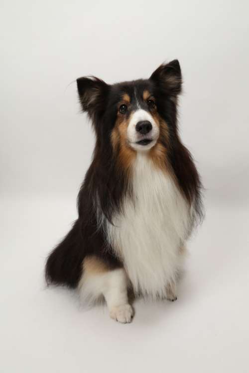 動物,犬,猫,しつけ,飼い方,育て方,病気,健康
