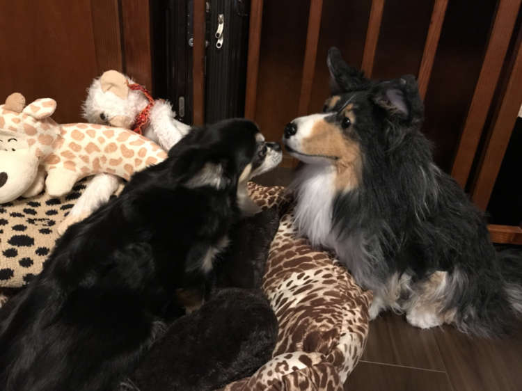 動物,犬,猫,しつけ,飼い方,育て方,病気,健康
