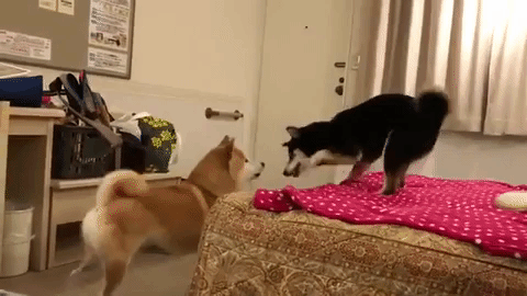 動物,犬,猫,しつけ,飼い方,育て方,病気,健康