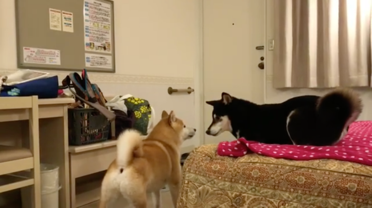 動物,犬,猫,しつけ,飼い方,育て方,病気,健康