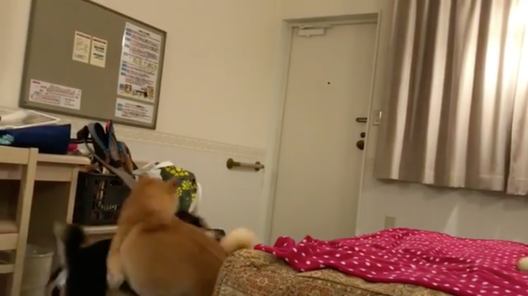 動物,犬,猫,しつけ,飼い方,育て方,病気,健康