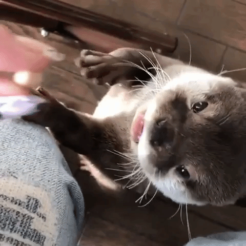 動物,犬,猫,しつけ,飼い方,育て方,病気,健康