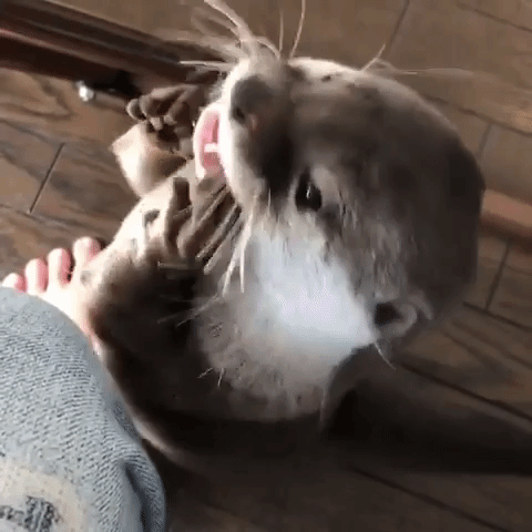 動物,犬,猫,しつけ,飼い方,育て方,病気,健康