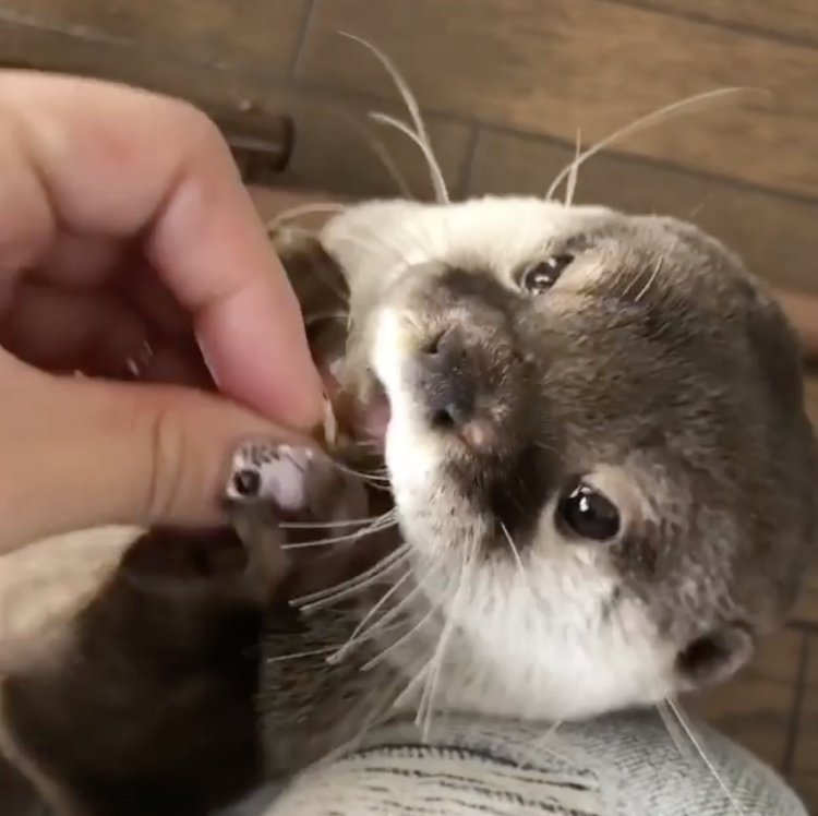 動物,犬,猫,しつけ,飼い方,育て方,病気,健康