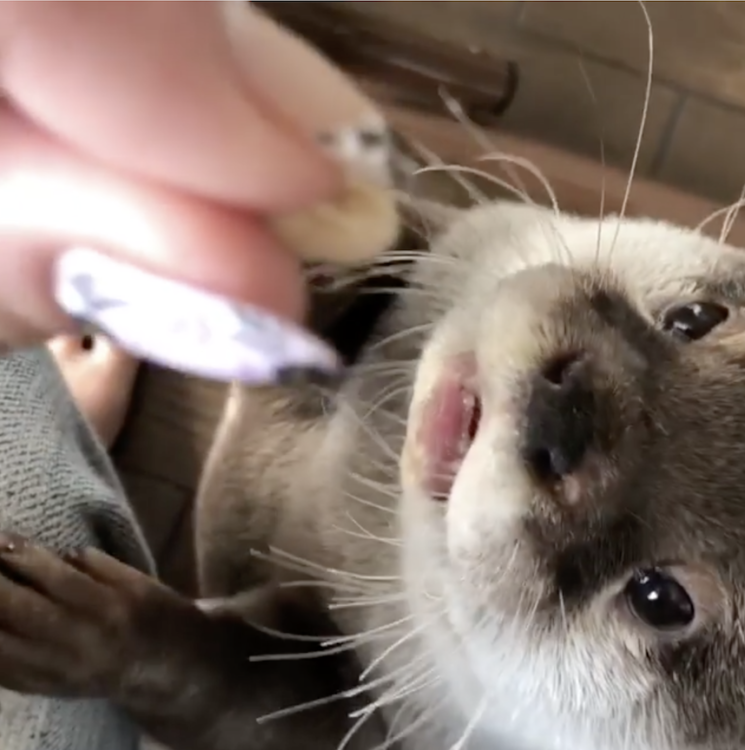 動物,犬,猫,しつけ,飼い方,育て方,病気,健康