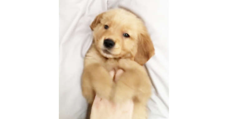 【初めてのナデナデ♡】お家にきたばかりの子犬をナデナデしたら…極上のとろけ顔をみせてくれた(´ω`)