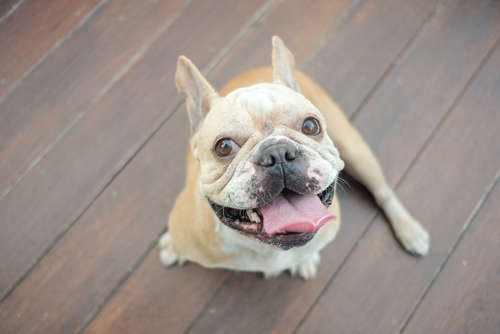 動物,犬,猫,しつけ,飼い方,育て方,病気,健康