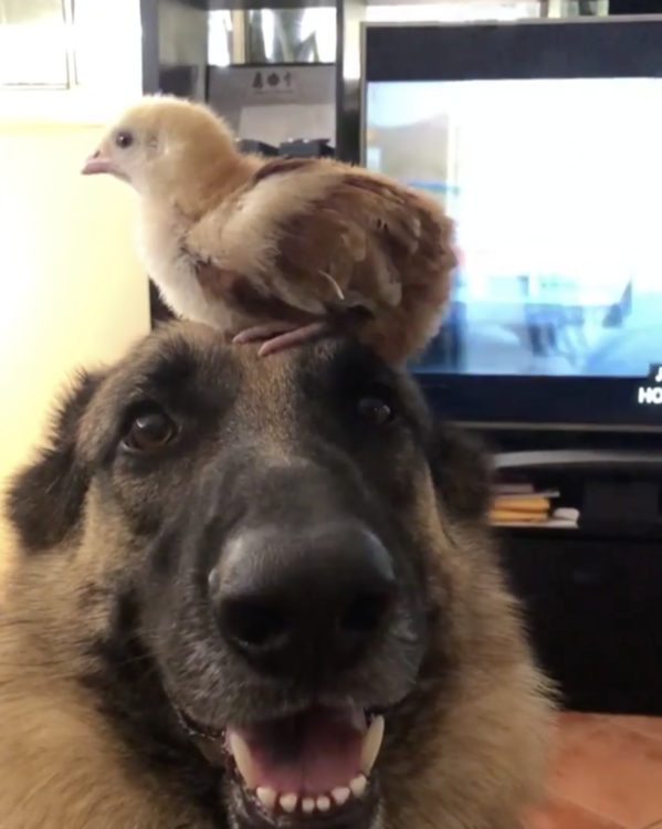 動物,犬,猫,しつけ,飼い方,育て方,病気,健康