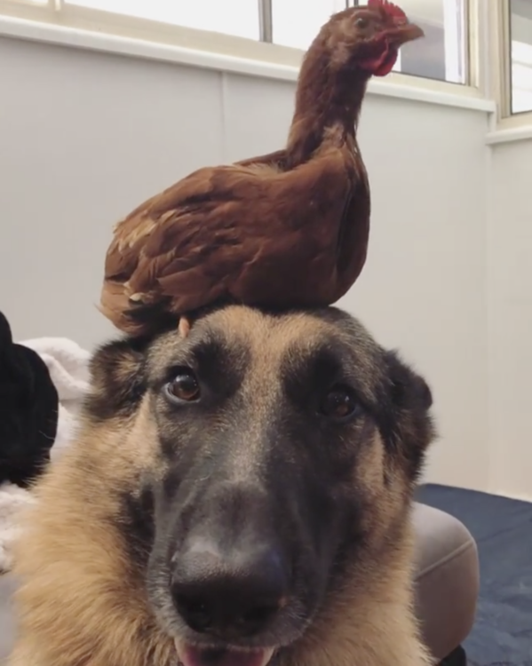 動物,犬,猫,しつけ,飼い方,育て方,病気,健康