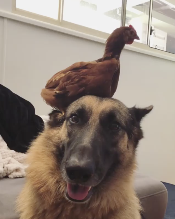 動物,犬,猫,しつけ,飼い方,育て方,病気,健康