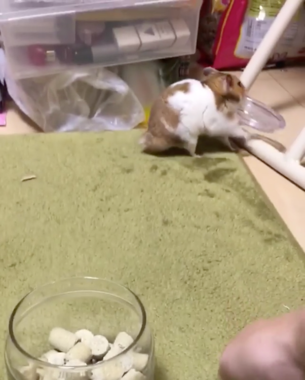 動物,犬,猫,しつけ,飼い方,育て方,病気,健康