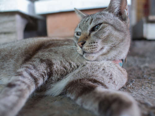 動物,犬,猫,しつけ,飼い方,育て方,病気,健康