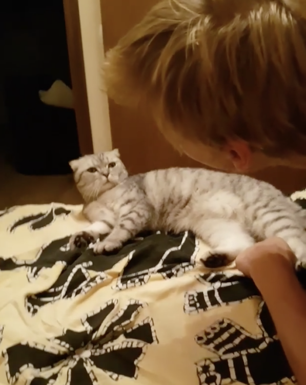 動物,犬,猫,しつけ,飼い方,育て方,病気,健康