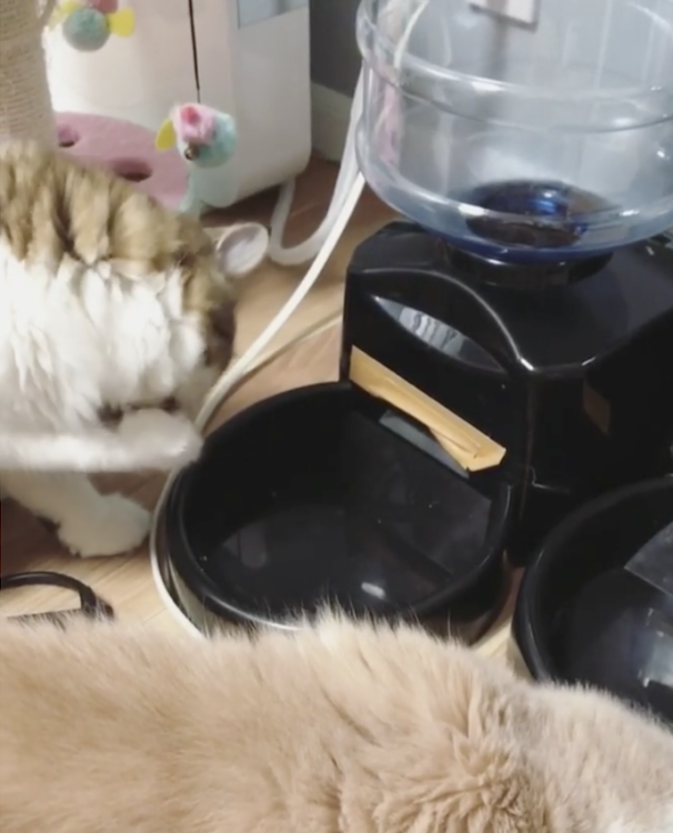 動物,犬,猫,しつけ,飼い方,育て方,病気,健康