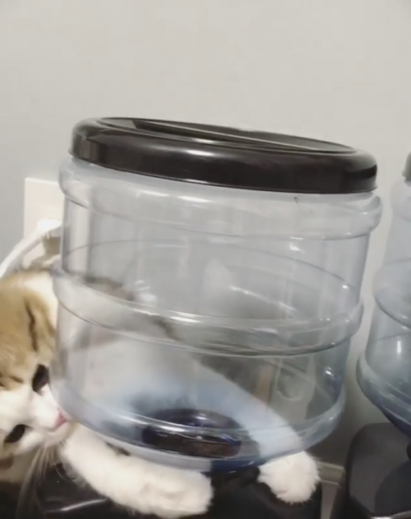 動物,犬,猫,しつけ,飼い方,育て方,病気,健康