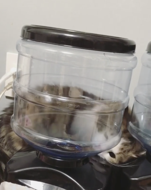 動物,犬,猫,しつけ,飼い方,育て方,病気,健康