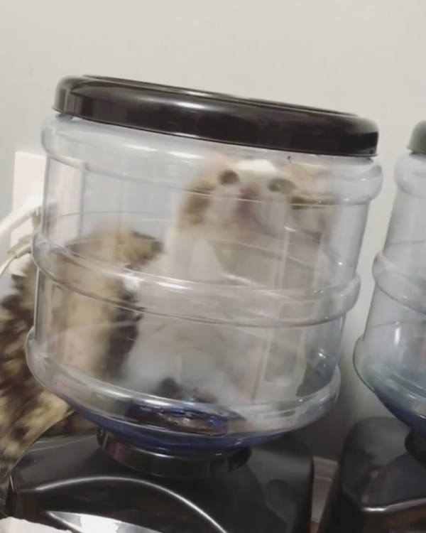 動物,犬,猫,しつけ,飼い方,育て方,病気,健康