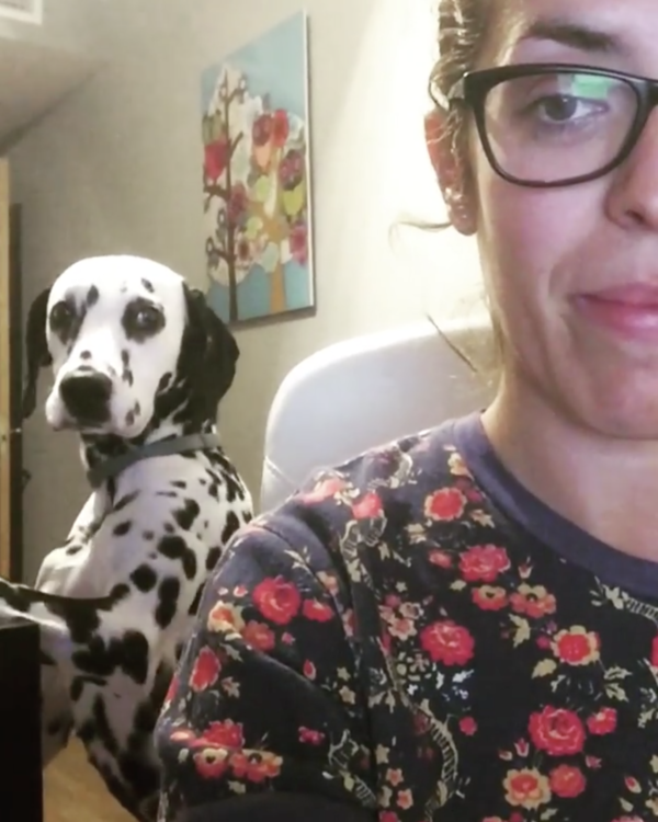 動物,犬,猫,しつけ,飼い方,育て方,病気,健康