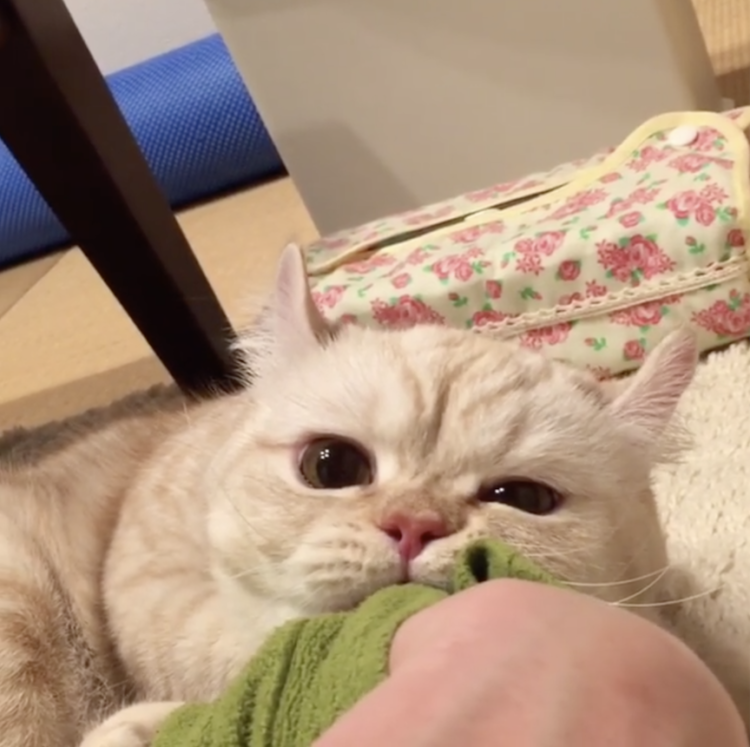 動物,犬,猫,しつけ,飼い方,育て方,病気,健康
