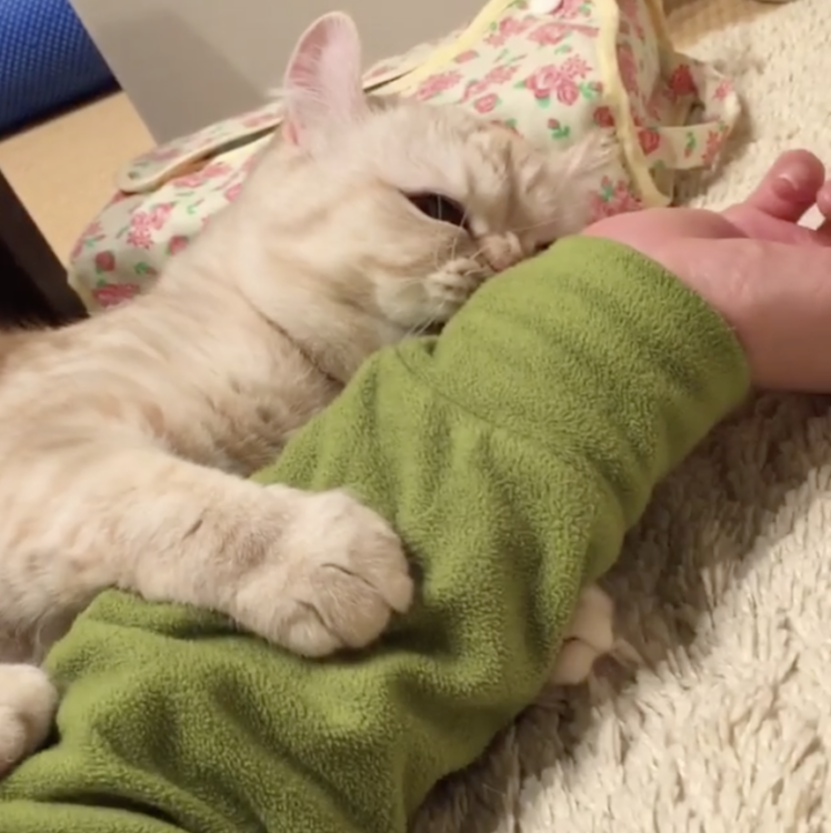 動物,犬,猫,しつけ,飼い方,育て方,病気,健康