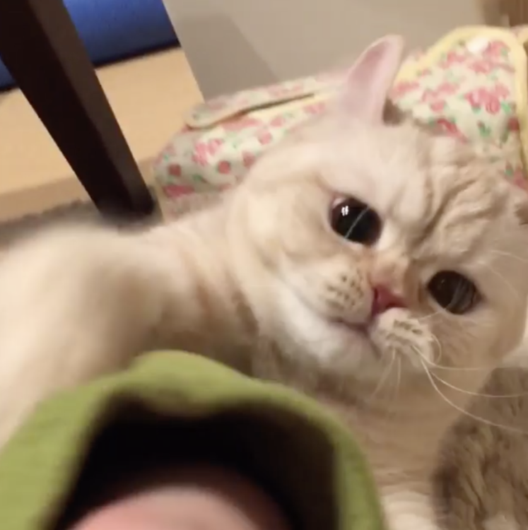 動物,犬,猫,しつけ,飼い方,育て方,病気,健康