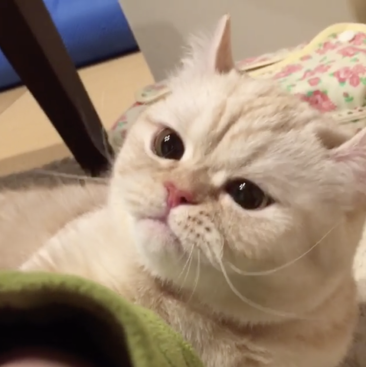 動物,犬,猫,しつけ,飼い方,育て方,病気,健康
