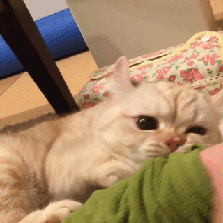 動物,犬,猫,しつけ,飼い方,育て方,病気,健康