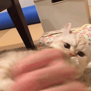 動物,犬,猫,しつけ,飼い方,育て方,病気,健康
