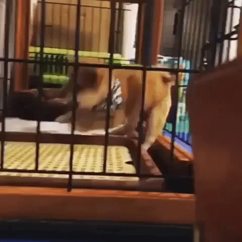 動物,犬,猫,しつけ,飼い方,育て方,病気,健康