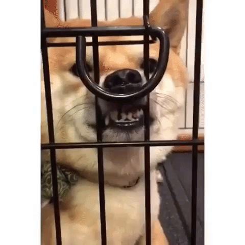 動物,犬,猫,しつけ,飼い方,育て方,病気,健康