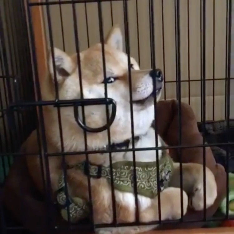 動物,犬,猫,しつけ,飼い方,育て方,病気,健康