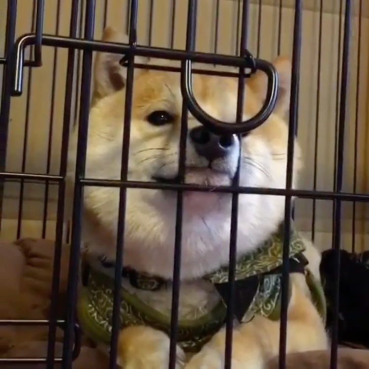 動物,犬,猫,しつけ,飼い方,育て方,病気,健康