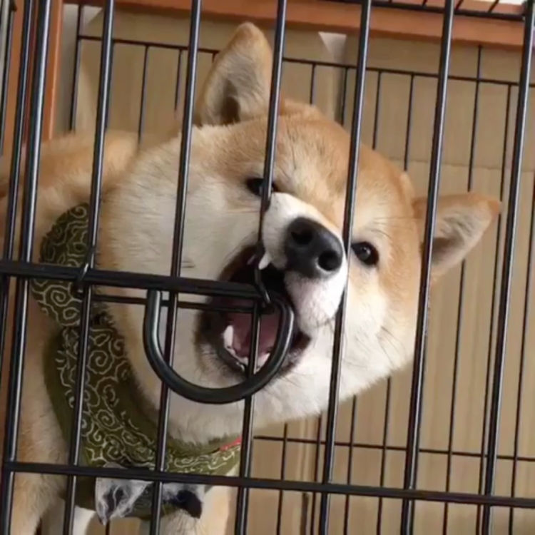 動物,犬,猫,しつけ,飼い方,育て方,病気,健康