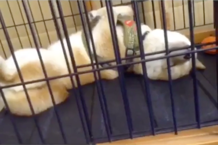 動物,犬,猫,しつけ,飼い方,育て方,病気,健康