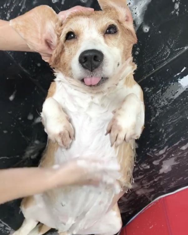 動物,犬,猫,しつけ,飼い方,育て方,病気,健康
