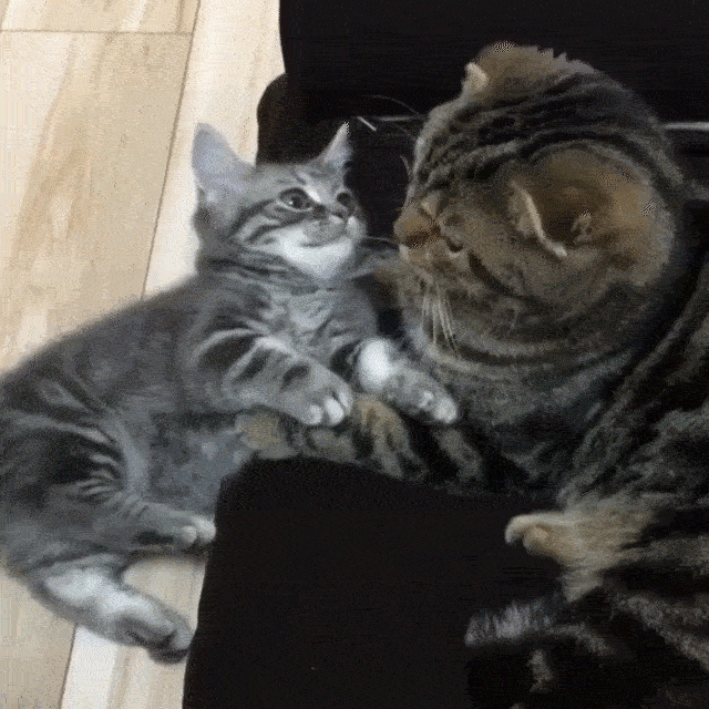 動物,犬,猫,しつけ,飼い方,育て方,病気,健康