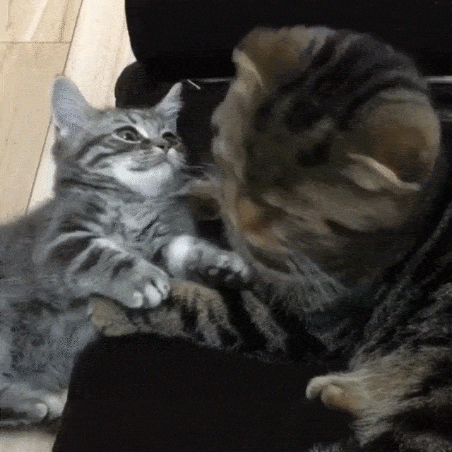 動物,犬,猫,しつけ,飼い方,育て方,病気,健康