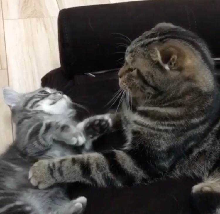 動物,犬,猫,しつけ,飼い方,育て方,病気,健康