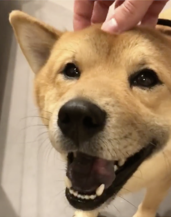 動物,犬,猫,しつけ,飼い方,育て方,病気,健康