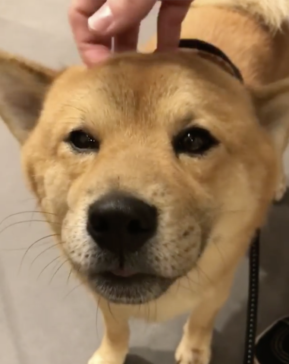 動物,犬,猫,しつけ,飼い方,育て方,病気,健康