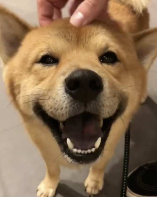 動物,犬,猫,しつけ,飼い方,育て方,病気,健康
