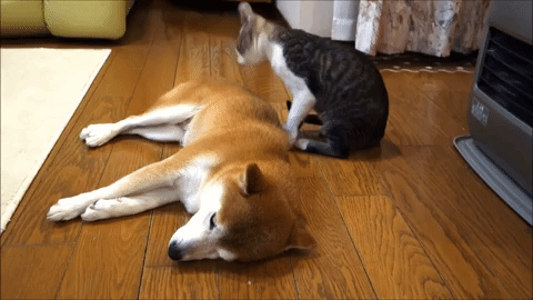 動物,犬,猫,しつけ,飼い方,育て方,病気,健康