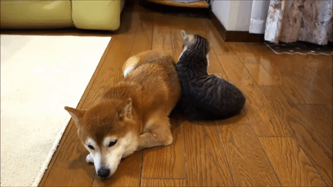 動物,犬,猫,しつけ,飼い方,育て方,病気,健康