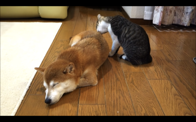 動物,犬,猫,しつけ,飼い方,育て方,病気,健康