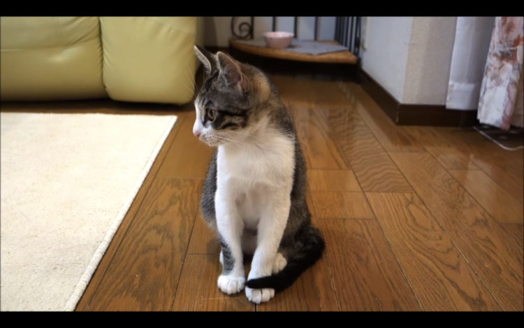 動物,犬,猫,しつけ,飼い方,育て方,病気,健康