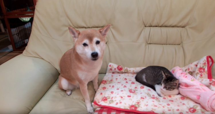 動物,犬,猫,しつけ,飼い方,育て方,病気,健康