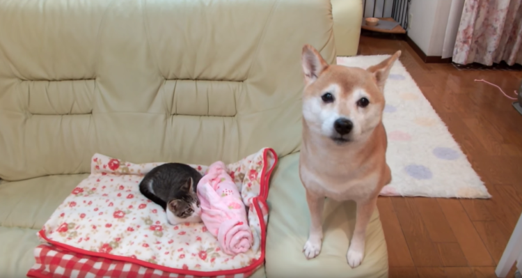 動物,犬,猫,しつけ,飼い方,育て方,病気,健康